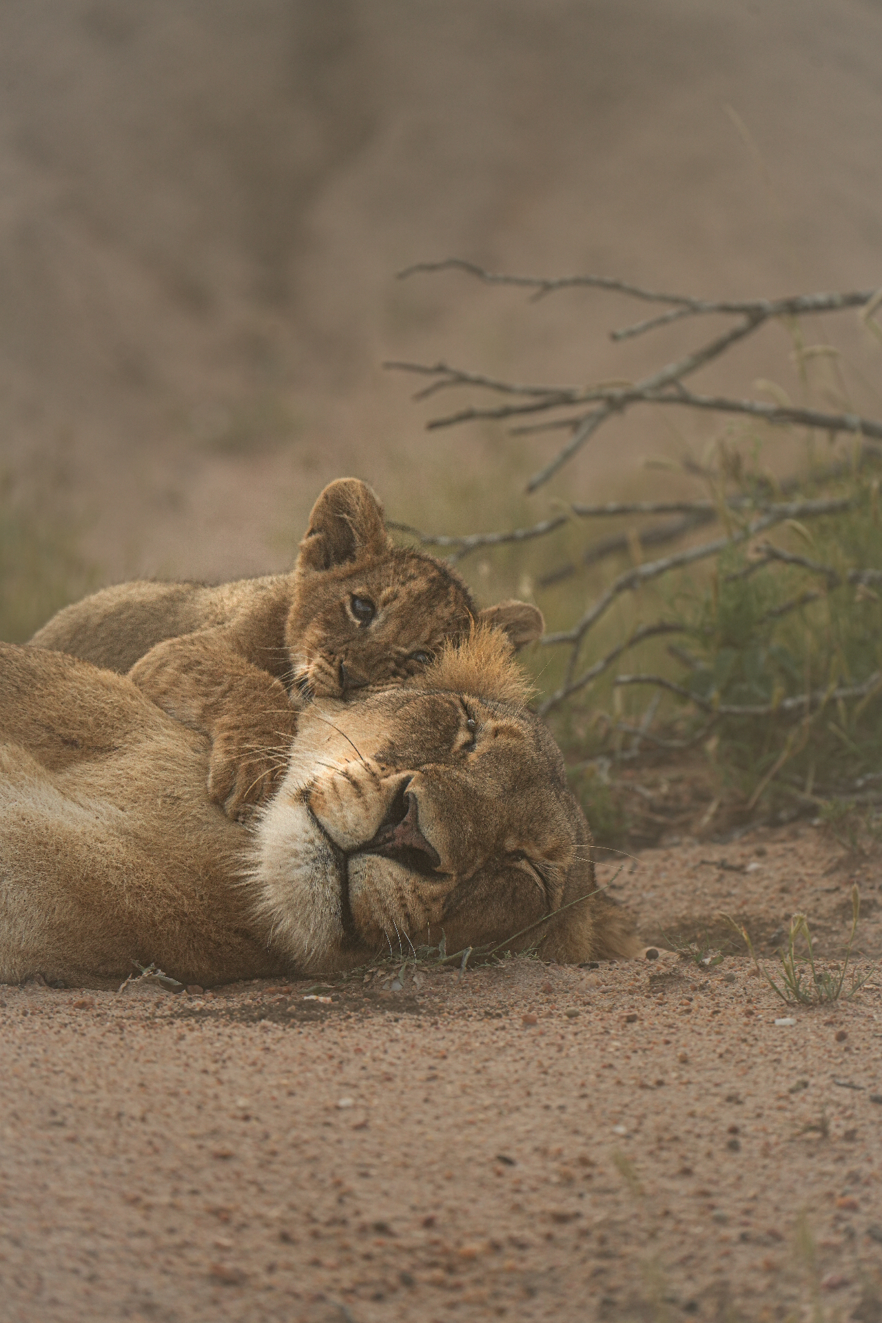 Lionne et lionceau